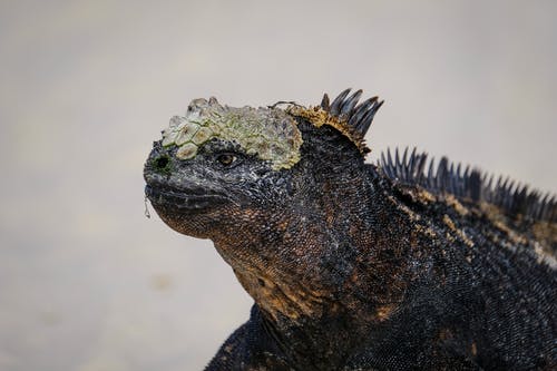 黑鬣蜥在特写摄影 · 免费素材图片