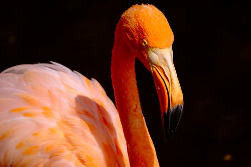 橙色火烈鸟鸟的选择性聚焦摄影 · 免费素材图片