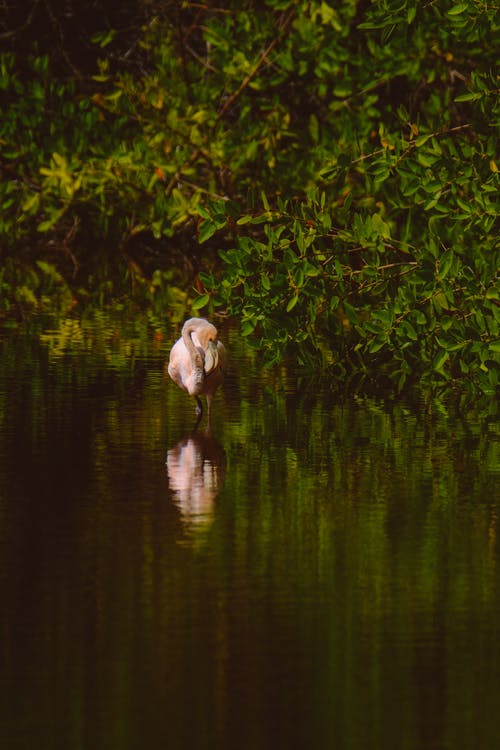 在水中的粉红色火烈鸟 · 免费素材图片