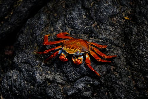 红蟹在岩石上 · 免费素材图片