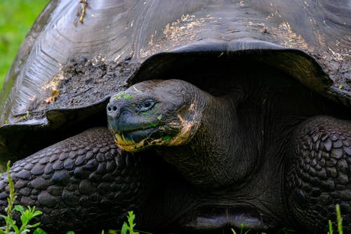 黑色乌龟在特写摄影 · 免费素材图片