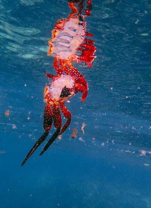红海生物 · 免费素材图片