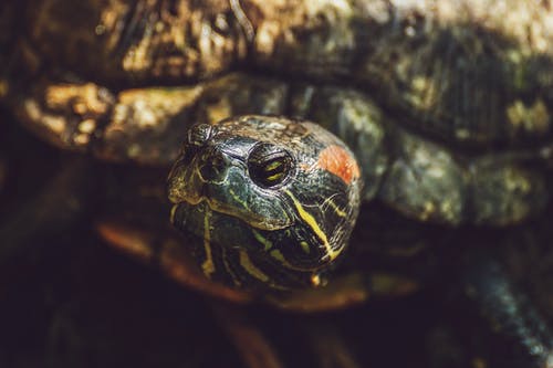 乌龟的特写镜头 · 免费素材图片
