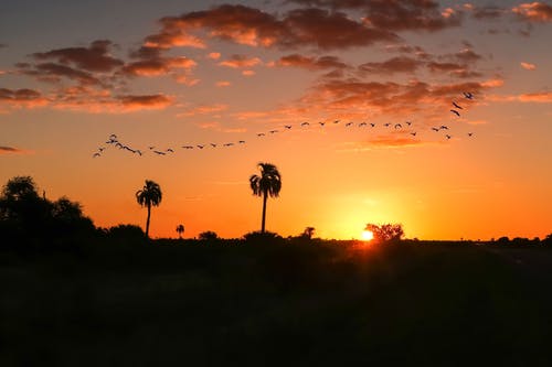 日落时在飞行编队上的鸟 · 免费素材图片