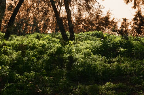 绿叶植物 · 免费素材图片