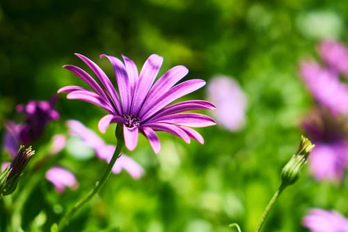 紫色花瓣花的特写镜头 · 免费素材图片