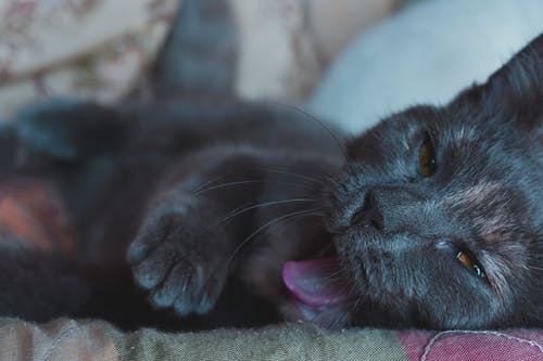 睡觉的黑猫打呵欠的特写照片 · 免费素材图片