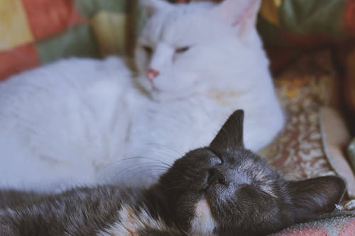 两只短毛白色和灰色猫 · 免费素材图片