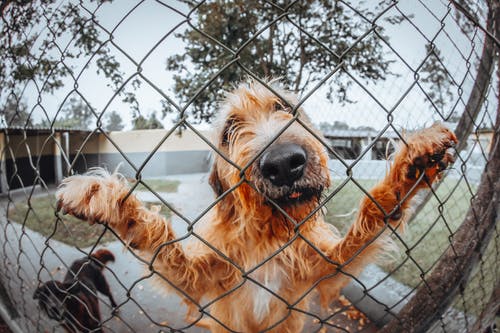 栅栏后面的狗 · 免费素材图片