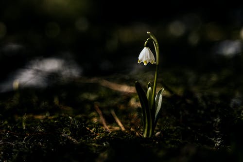 白花的特写照片 · 免费素材图片
