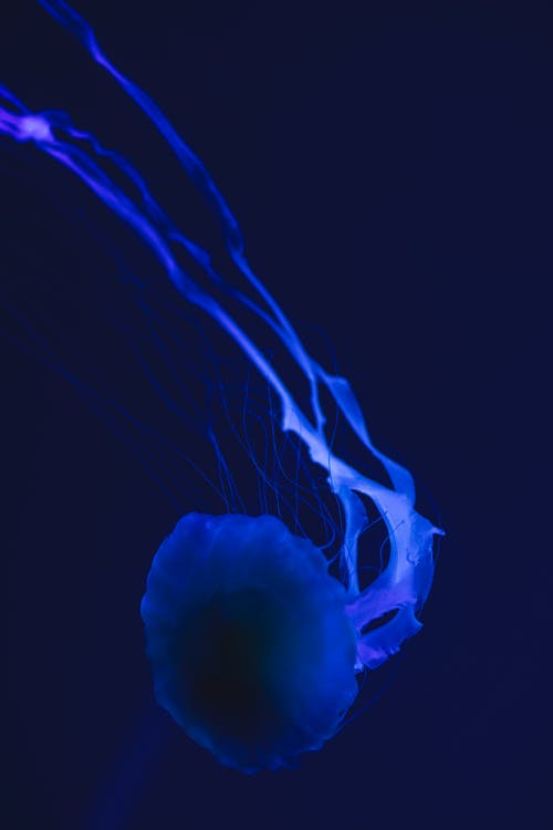 水母照片 · 免费素材图片
