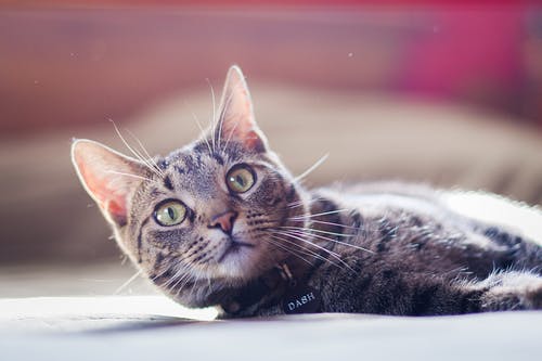 躺下的虎斑猫的照片 · 免费素材图片