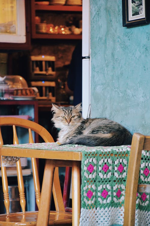 灰色和米色的长毛猫棕色木制的桌子上的椅子上 · 免费素材图片