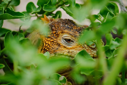 棕色蜥蜴躲在植物上 · 免费素材图片