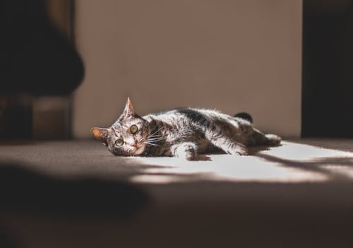 躺在地毯上的虎斑猫的照片 · 免费素材图片