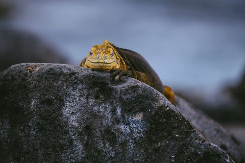黄蜥蜴在灰色的石头上 · 免费素材图片