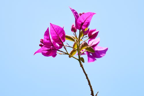 紫色叶子的特写照片 · 免费素材图片