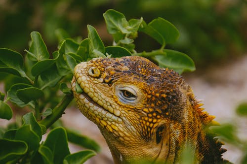 棕色蜥蜴在绿色叶子的植物上n · 免费素材图片
