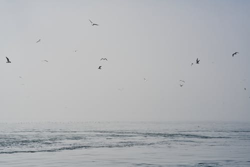 鸟儿飞过风平浪静 · 免费素材图片