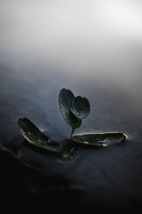 卵形绿叶植物 · 免费素材图片