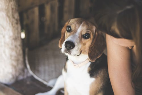 女人附近的三色比格犬 · 免费素材图片