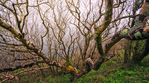 裸树和绿色的田野 · 免费素材图片
