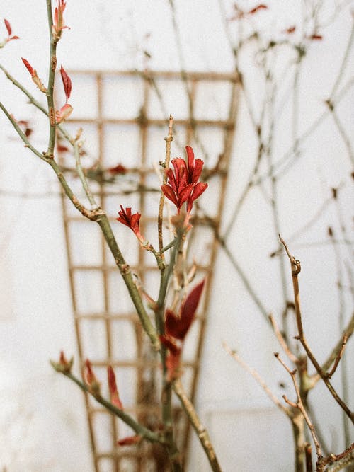 白墙附近的红色花瓣花 · 免费素材图片