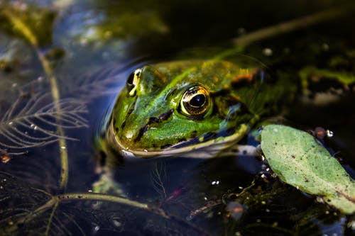 水中的绿蟾蜍 · 免费素材图片