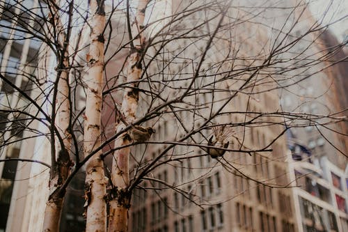 没有叶子的树 · 免费素材图片