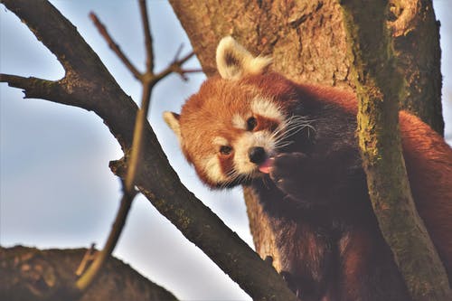 红熊猫在树上 · 免费素材图片