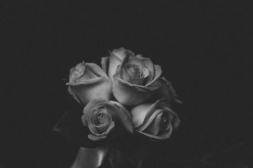 玫瑰的灰度照片 · 免费素材图片