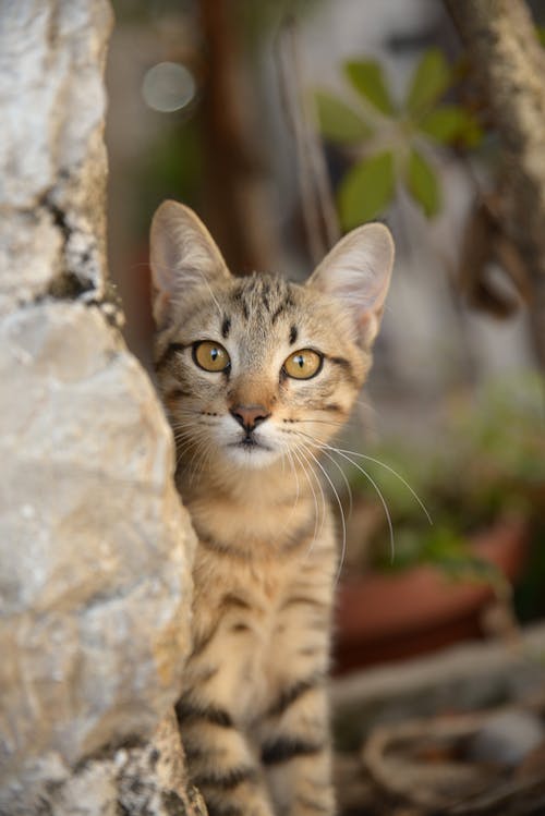 棕色虎斑小猫的选择性聚焦摄影 · 免费素材图片