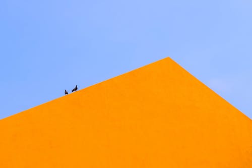 两只黑鸟 · 免费素材图片