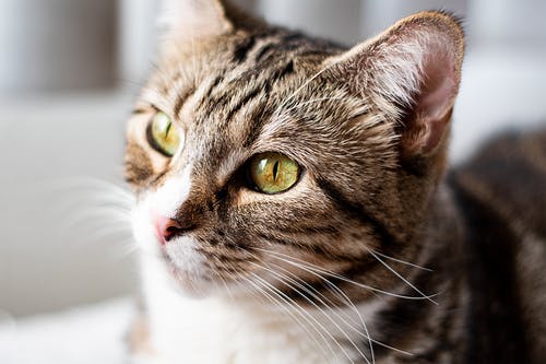 棕色虎斑猫 · 免费素材图片