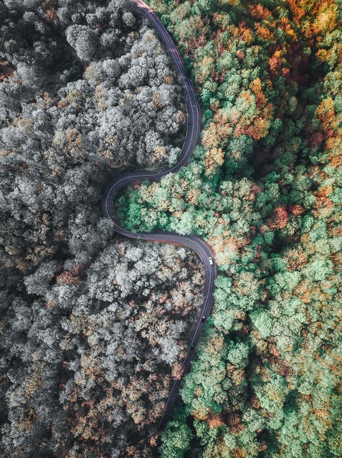 树木之间的道路鸟瞰图 · 免费素材图片