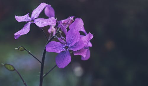 紫色花的照片 · 免费素材图片
