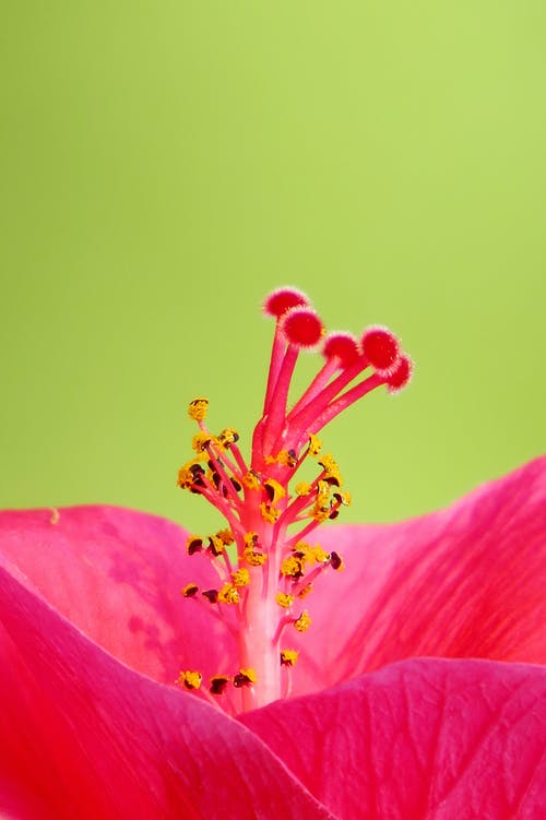粉色芙蓉花的照片 · 免费素材图片