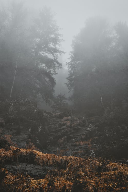 有雾的早晨的树木 · 免费素材图片
