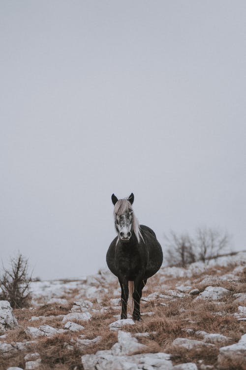 黑马的灰度摄影 · 免费素材图片