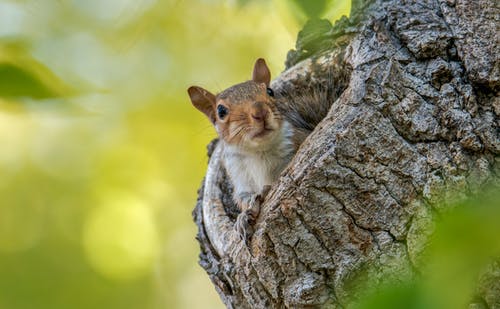 松鼠在木树 · 免费素材图片
