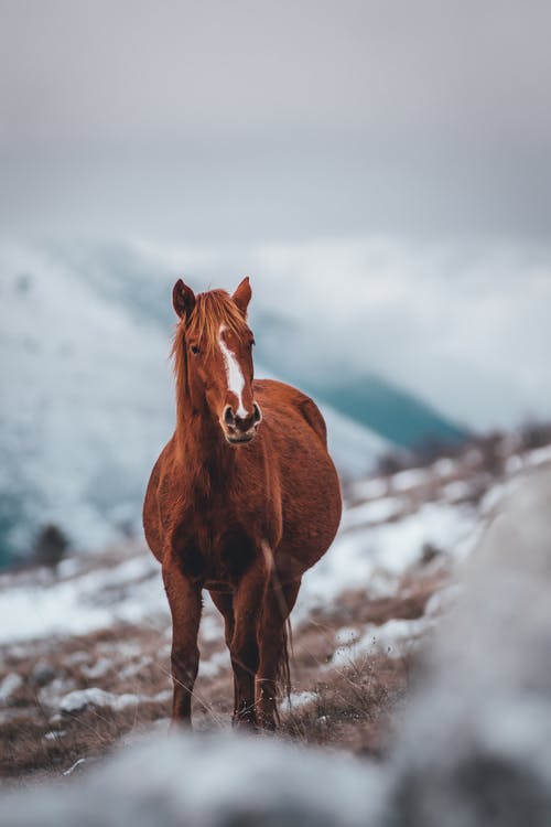 棕色马的浅焦点照片 · 免费素材图片