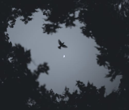 夜间飞行的鸟的低角度照片 · 免费素材图片