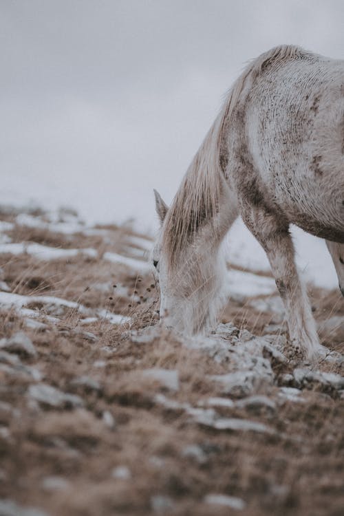 棕色土壤上的白马 · 免费素材图片