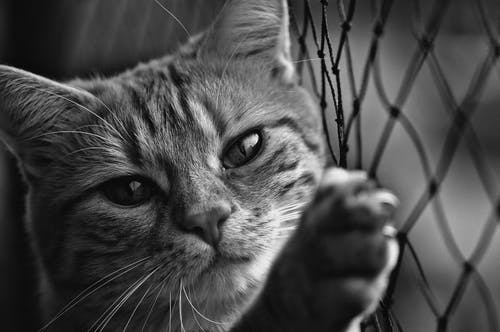 猫靠在链节栅栏上的特写灰度照片 · 免费素材图片