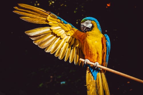 黄色和蓝色的金刚鹦鹉，张开翅膀栖息在一根木棍上的照片 · 免费素材图片