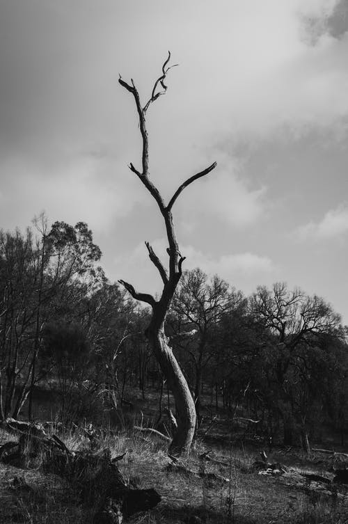 枯树的单色照片 · 免费素材图片