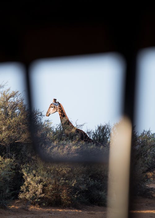 长颈鹿头 · 免费素材图片