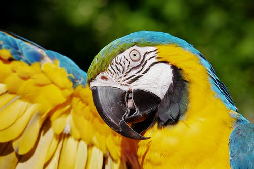 黄色和蓝色的金刚鹦鹉的特写照片 · 免费素材图片