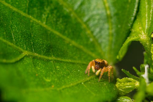 叶上的棕色蜘蛛的宏观照片 · 免费素材图片