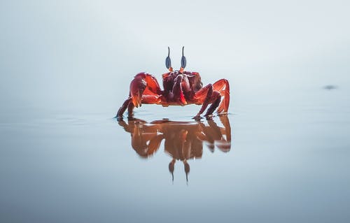 在水体上的红蟹 · 免费素材图片